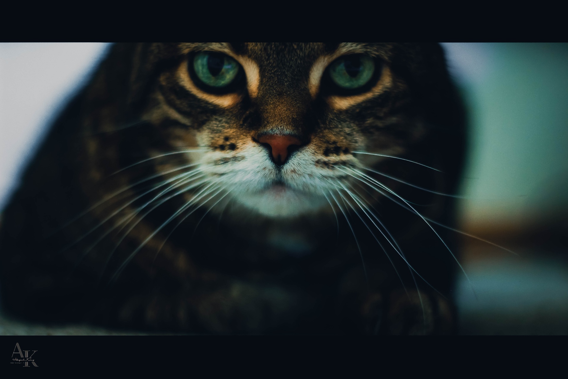 Direct portrait of a tabby with bright green eyes