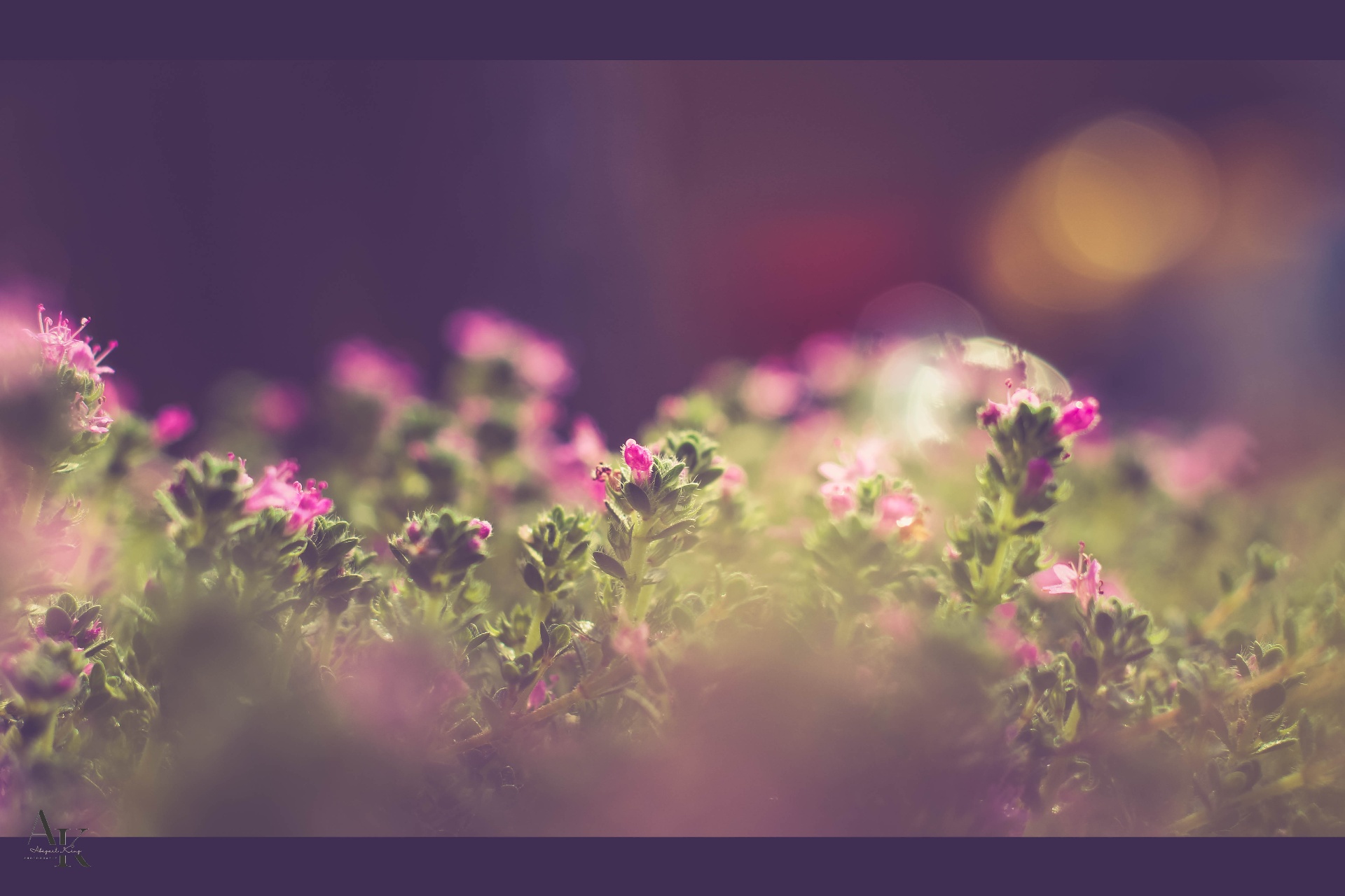 Tiny pink thyme flowers in soft afternoon light