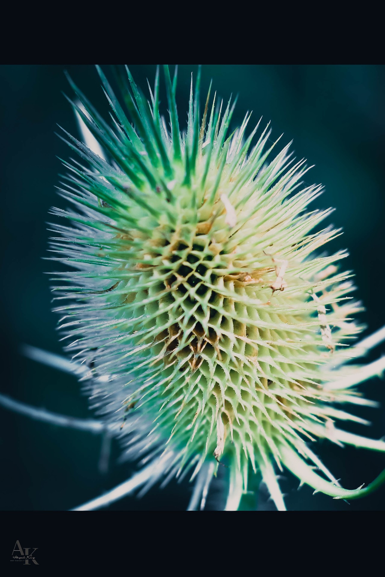 A teasel seed head against deep teal shadows